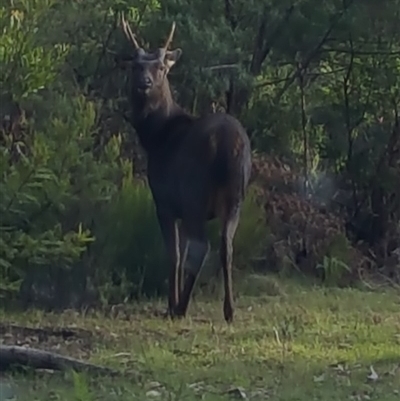 Cervus unicolor