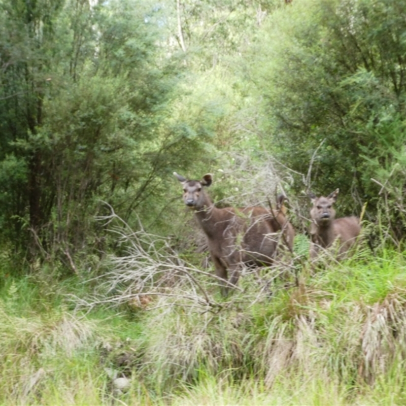 Cervus unicolor