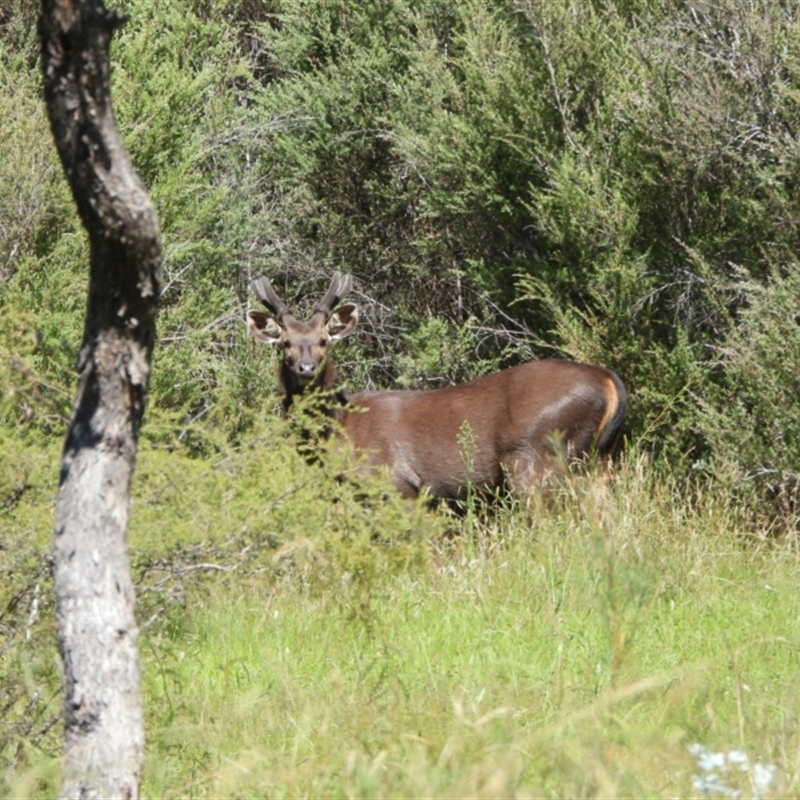 Cervus unicolor