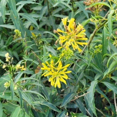 Cestrum parqui