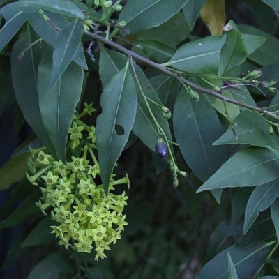 Cestrum parqui