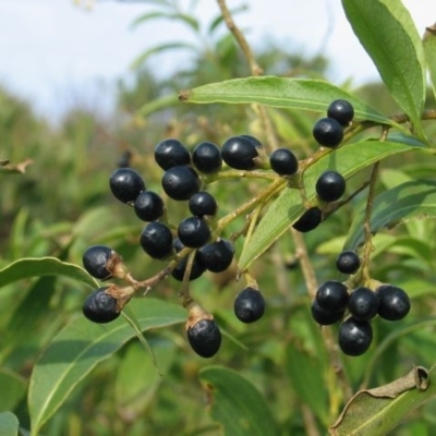 Cestrum parqui