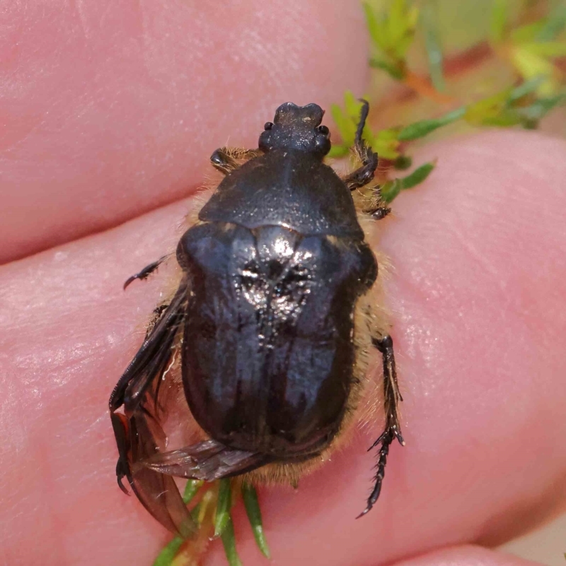 Cetoniinae sp. (subfamily)