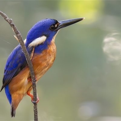 Ceyx azureus