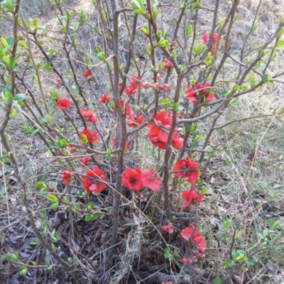 Chaenomeles speciosa