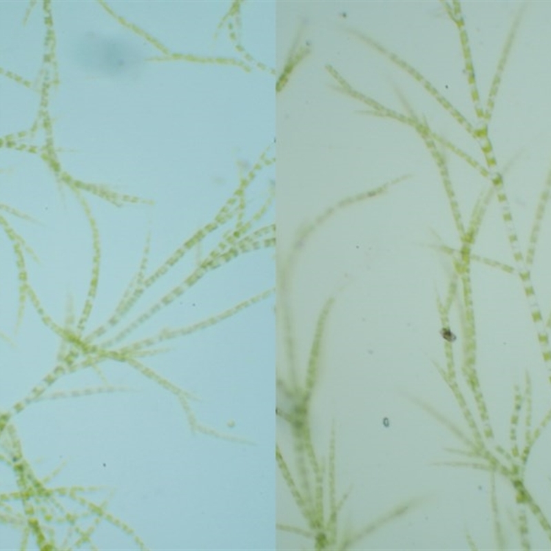 Chaetophoraceae