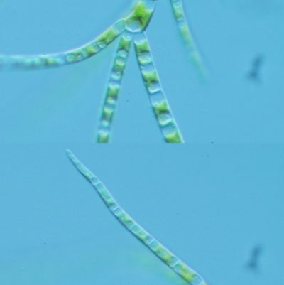 Chaetophoraceae