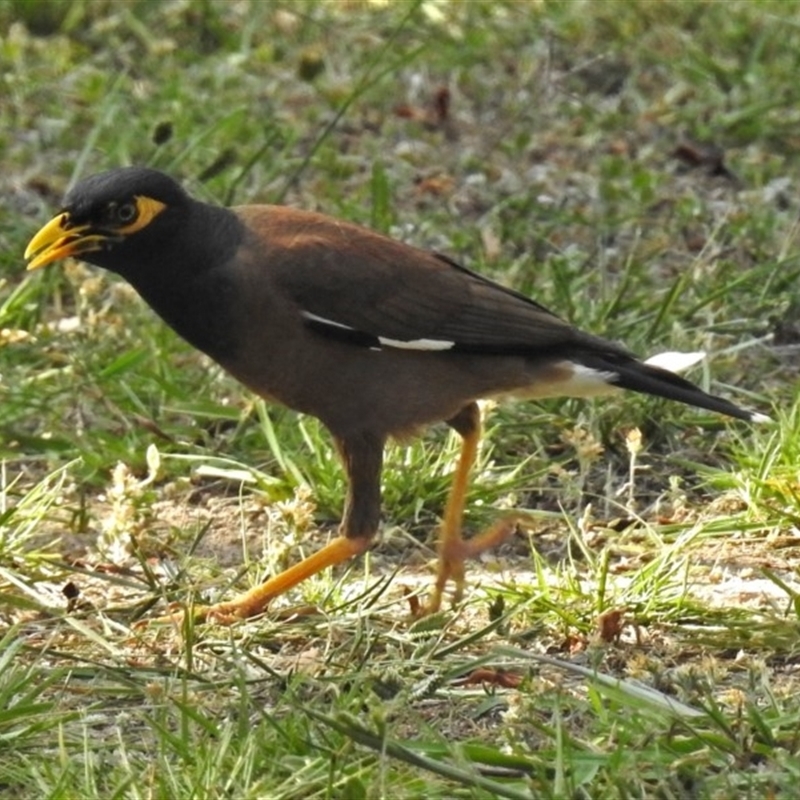 Acridotheres tristis