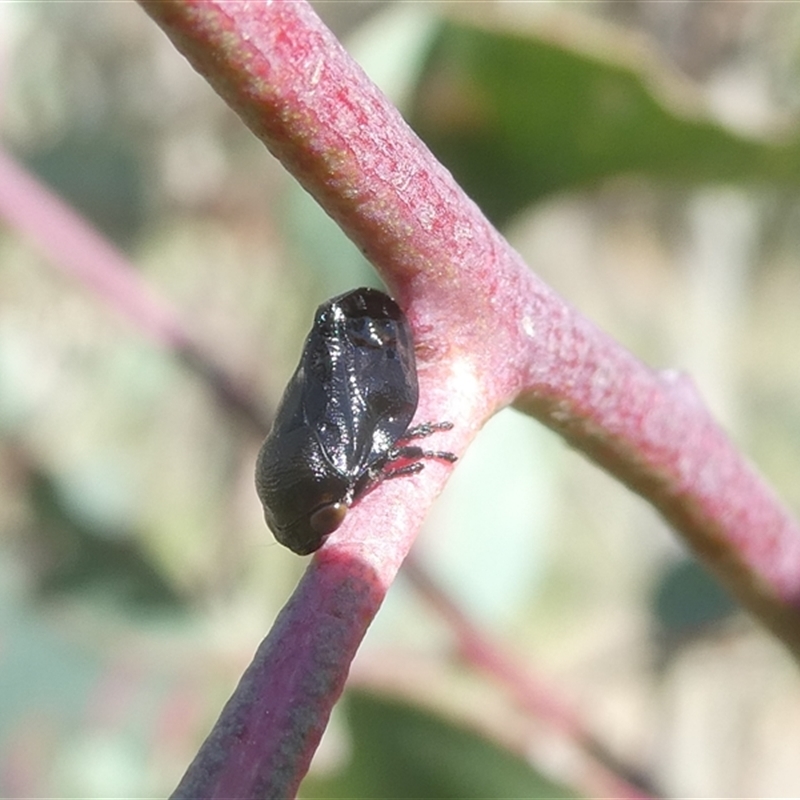 Adult male