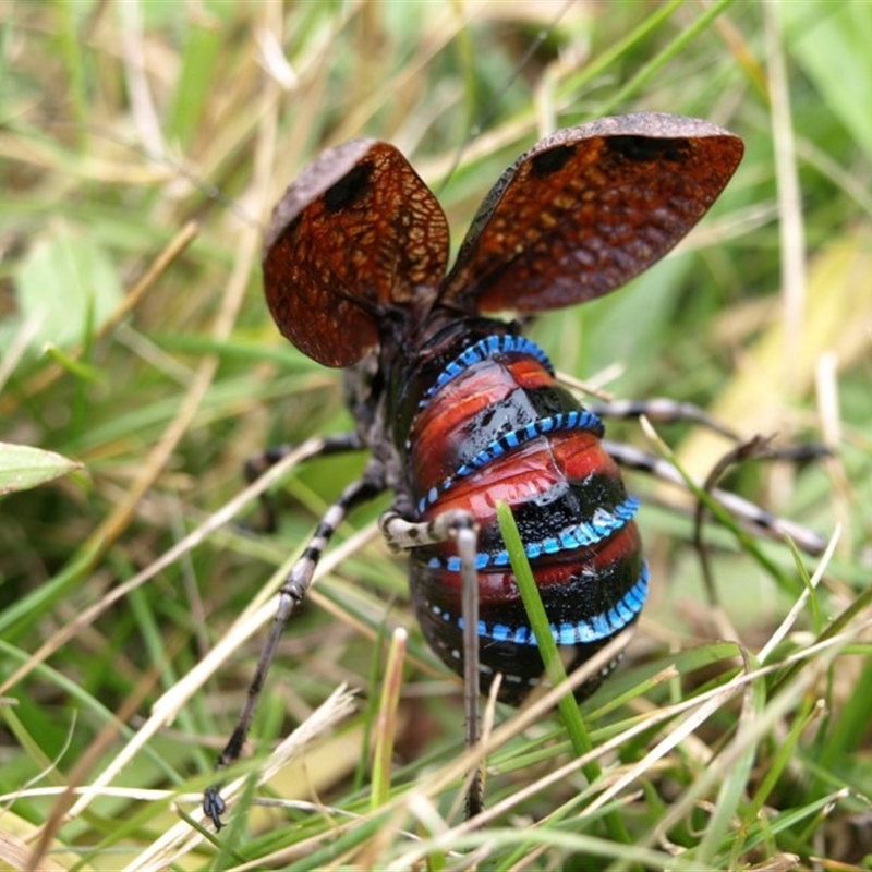 Female