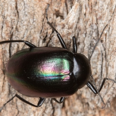 Chalcopteroides cupripennis