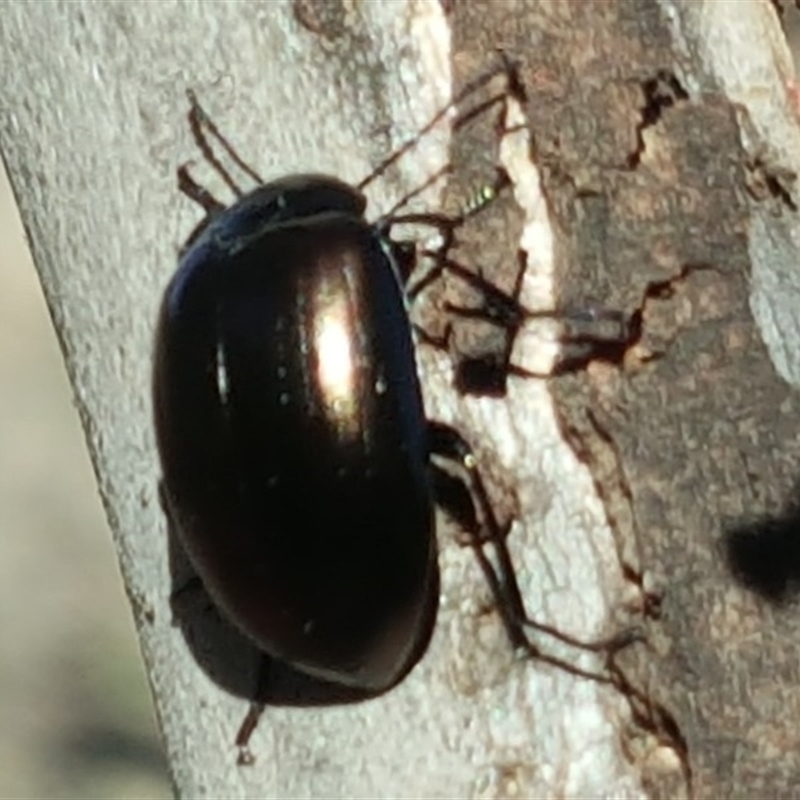 Chalcopteroides sp. (genus)