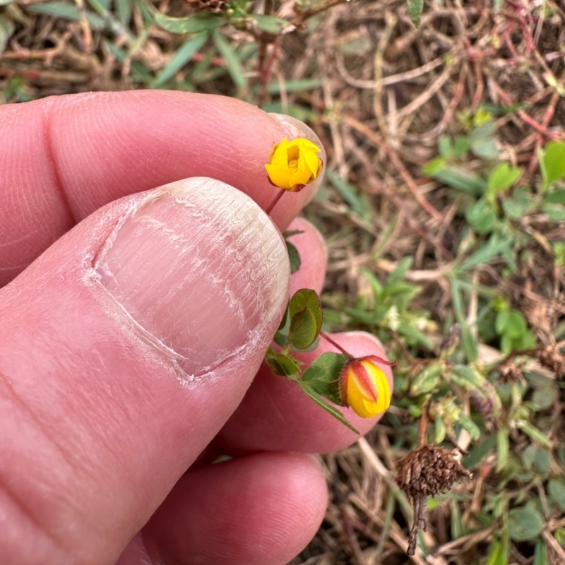 Chamaecrista rotundifolia var. rotundifolia