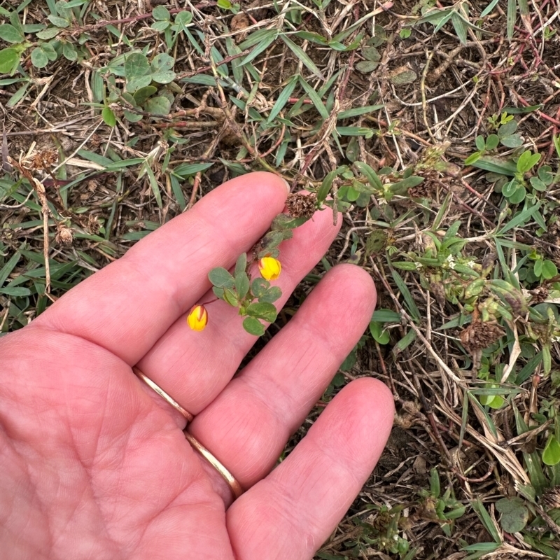 Chamaecrista rotundifolia var. rotundifolia