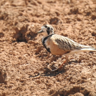 Inland Dotterel - Ned's Corner Station