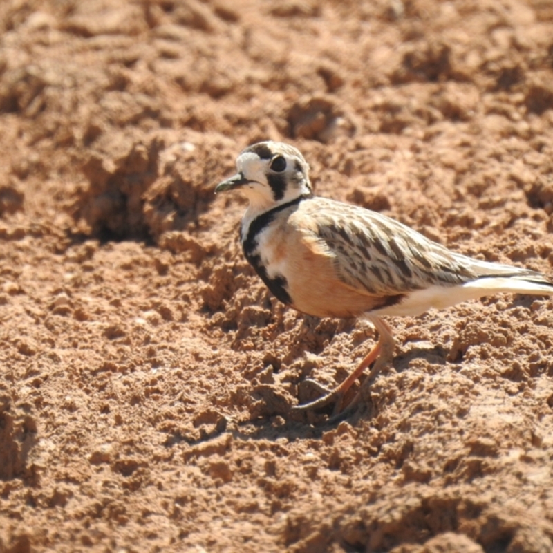 Inland Dotterel - Ned's Corner Station