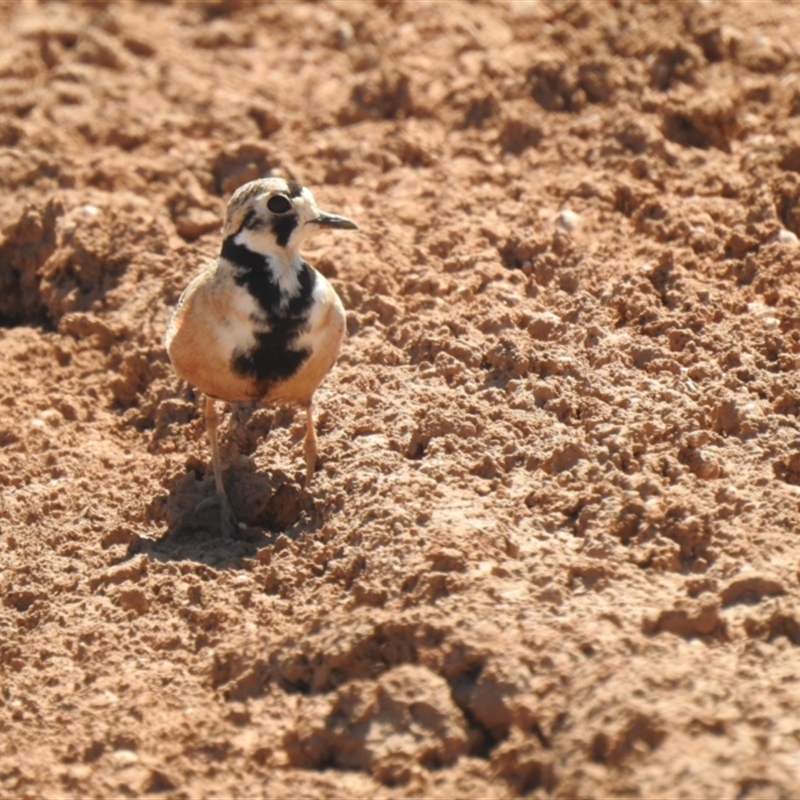 Inland Dotterel - Ned's Corner Station