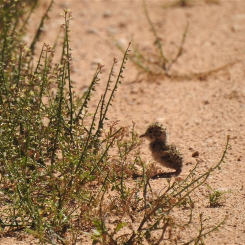 Inland Dotterel Chick - Ned's Corner Station