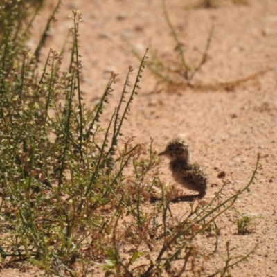 Inland Dotterel Chick - Ned's Corner Station