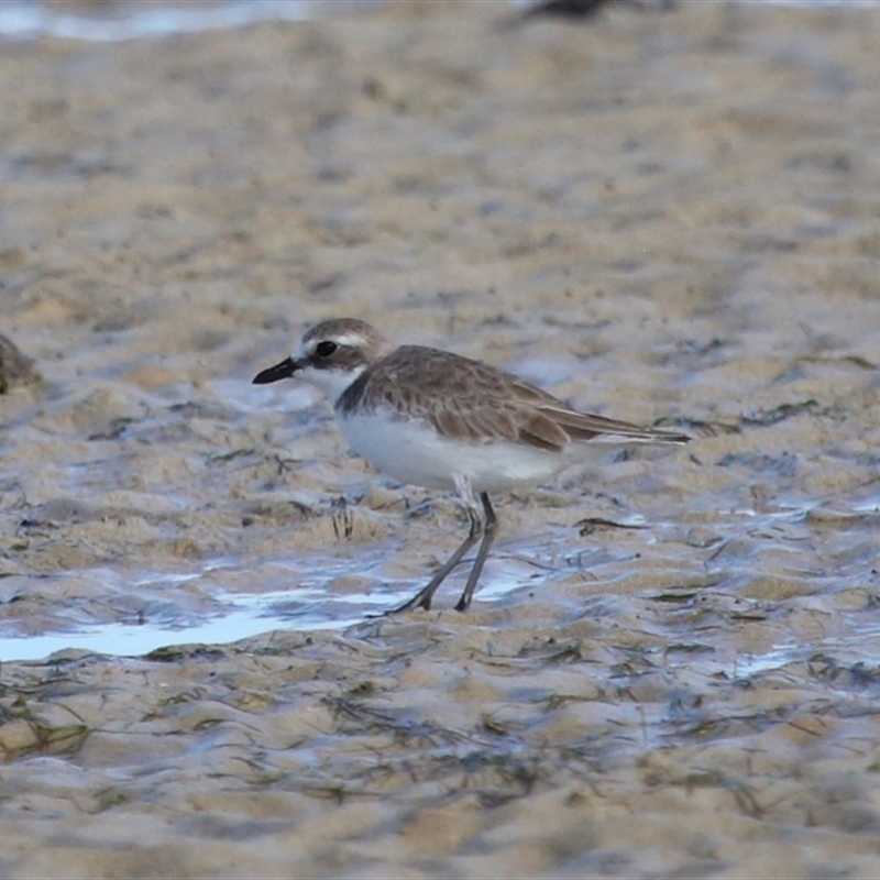 Charadrius leschenaultii