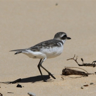 Charadrius leschenaultii