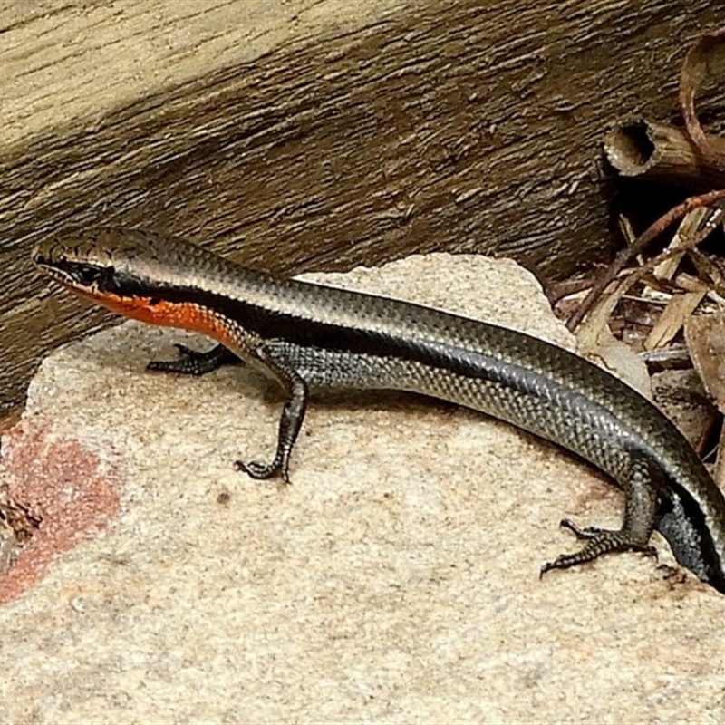 Acritoscincus platynotus