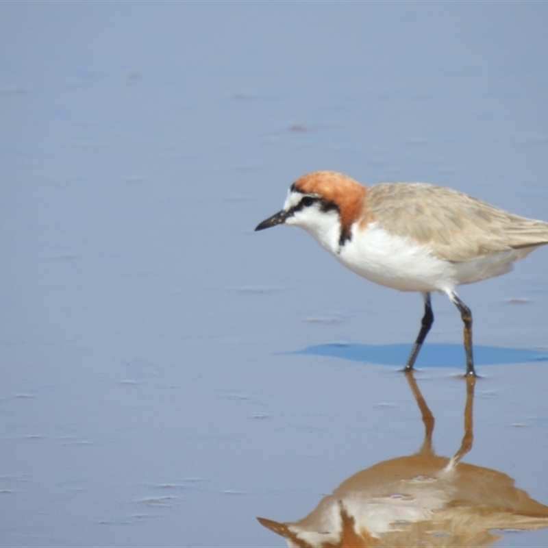 Anarhynchus ruficapillus