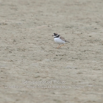 Semipalmated Plover - Shoahaven Heads
