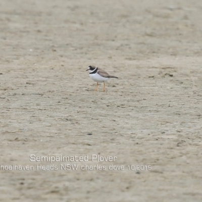 Semipalmated Plover - Shoahaven Heads