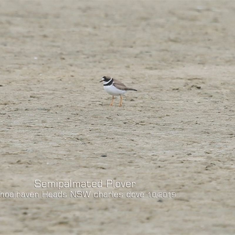 Charadrius semipalmatus