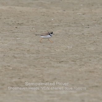 Semipalmated Plover - Shoahaven Heads