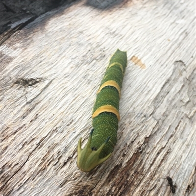 Charaxes sempronius