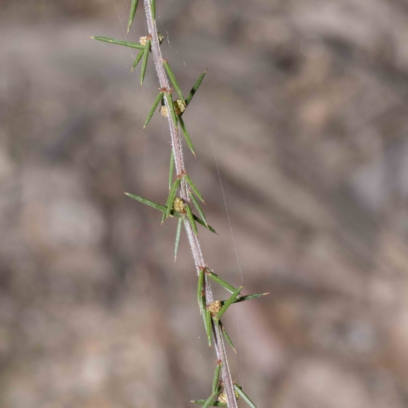 Acacia aculeatissima