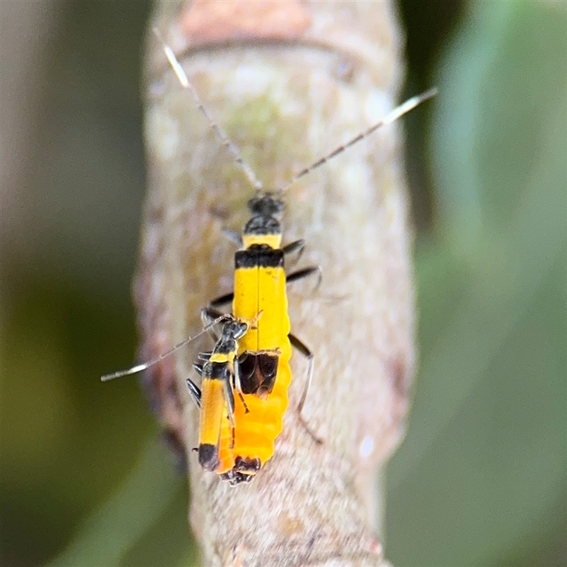 Chauliognathus imperialis