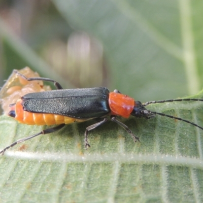 Chauliognathus tricolor