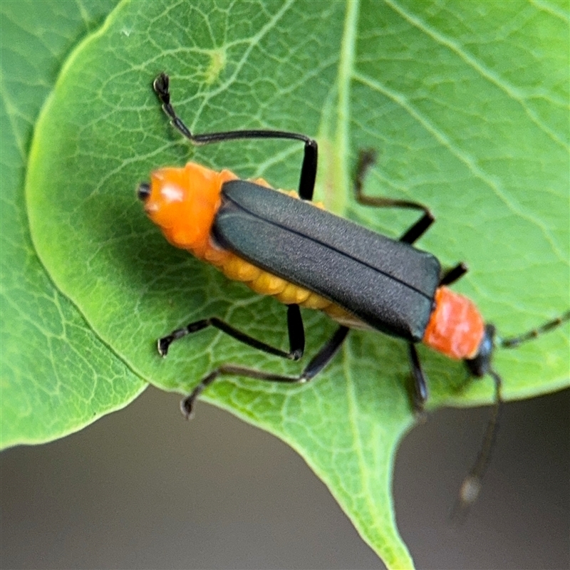 Chauliognathus tricolor