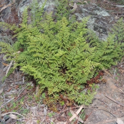Cheilanthes austrotenuifolia