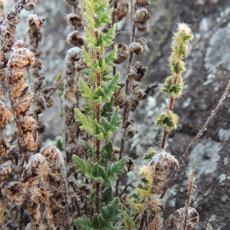 Cheilanthes distans