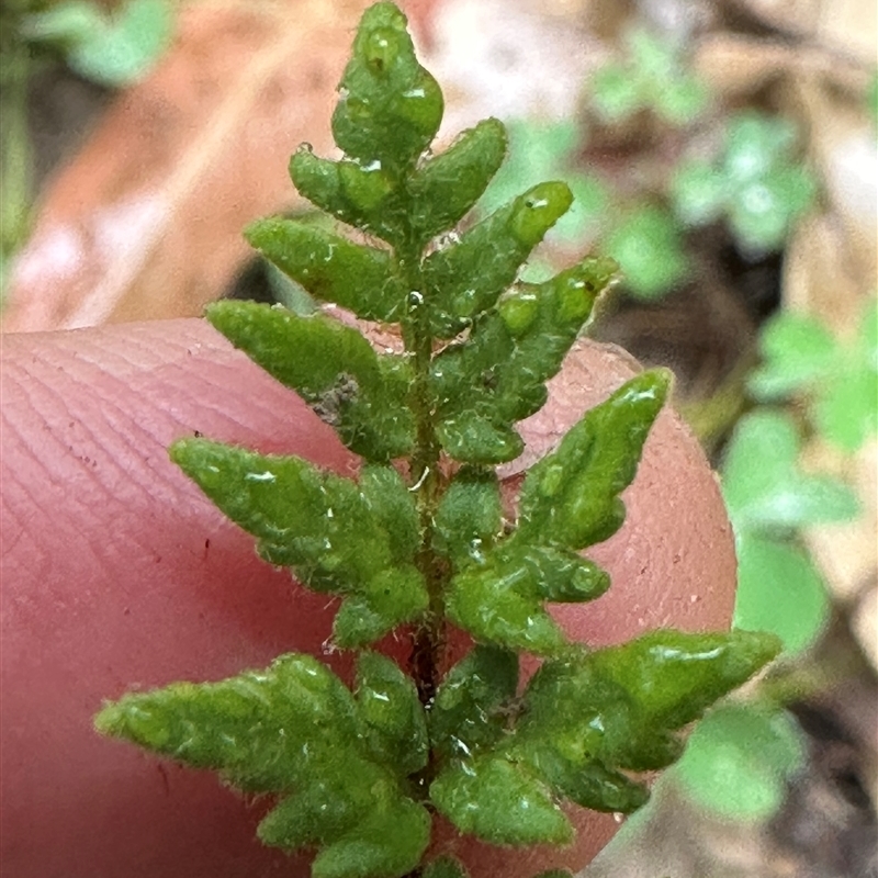 Cheilanthes distans