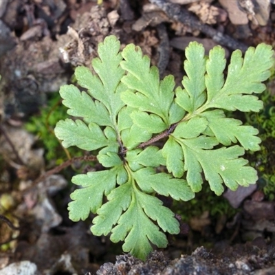 Cheilanthes sp.