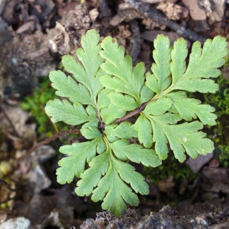 Cheilanthes sp.