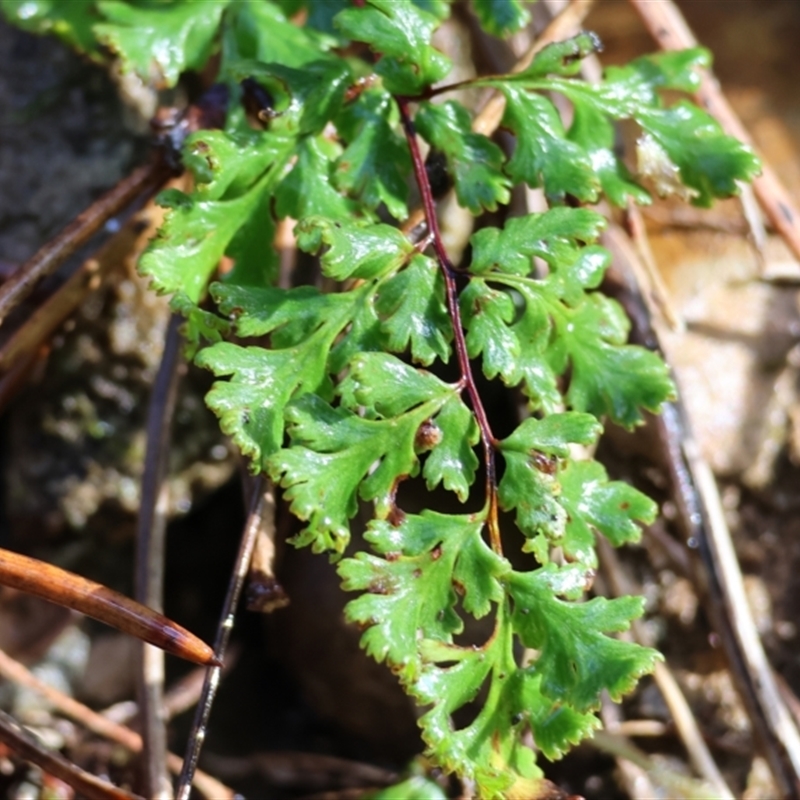 Cheilanthes (genus)