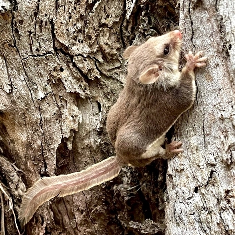 Acrobates pygmaeus