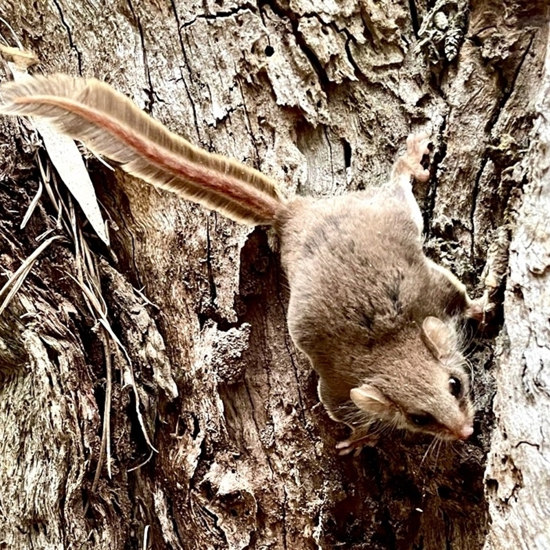 Acrobates pygmaeus