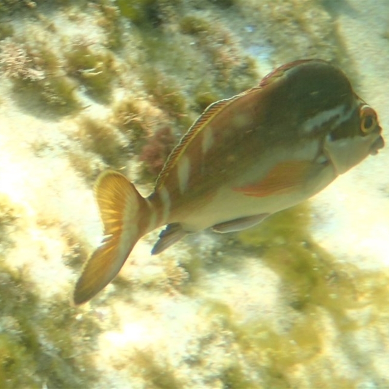 Cheilodactylus fuscus