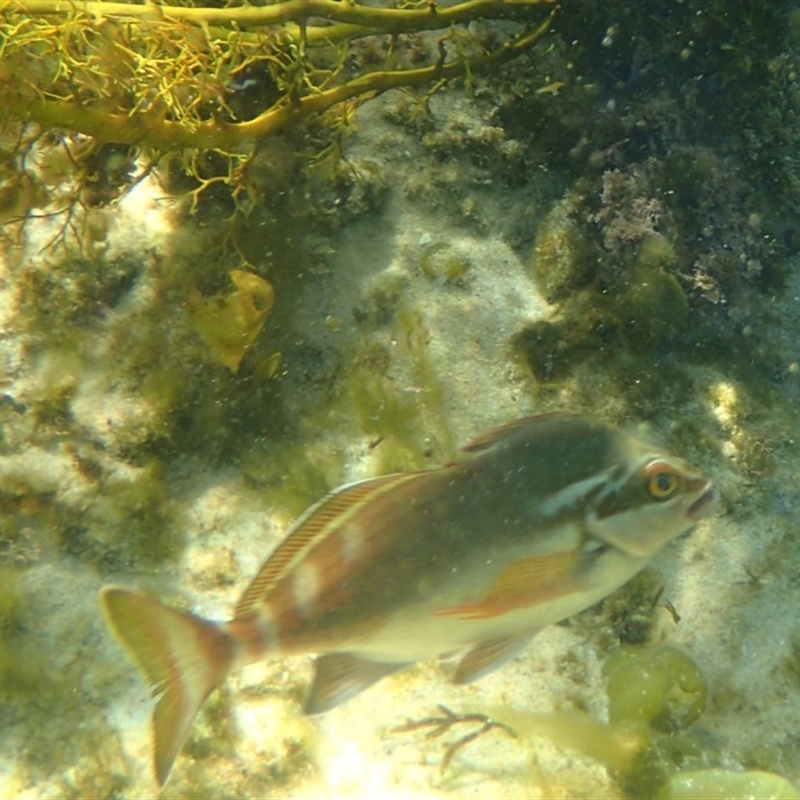 Cheilodactylus fuscus