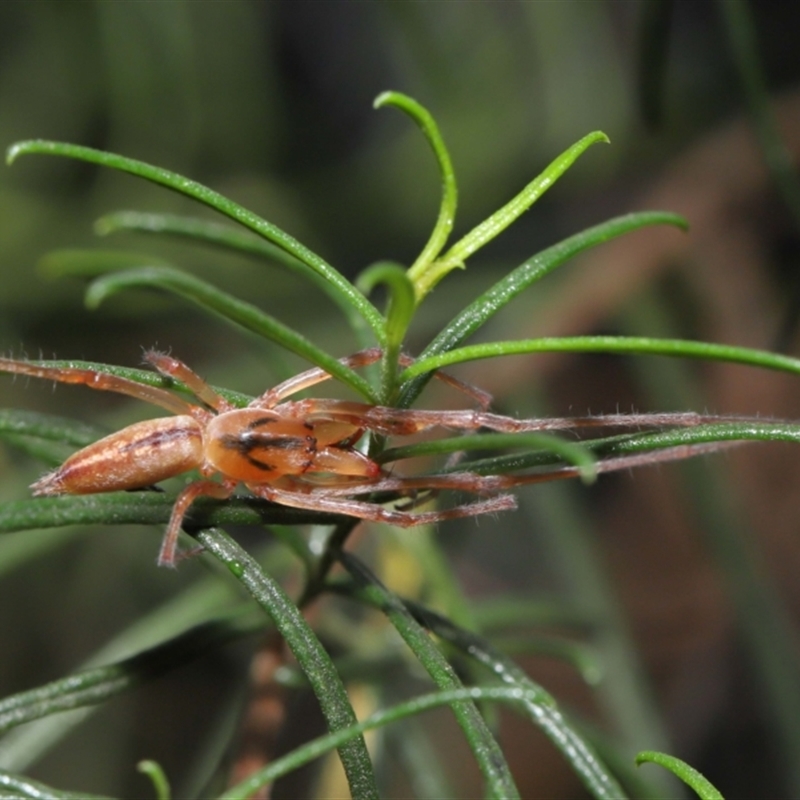 Cheiracanthium gracile