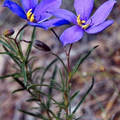 Cheiranthera linearis