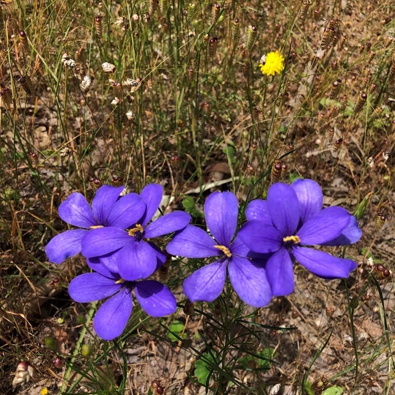 Cheiranthera linearis