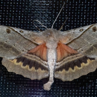 Female